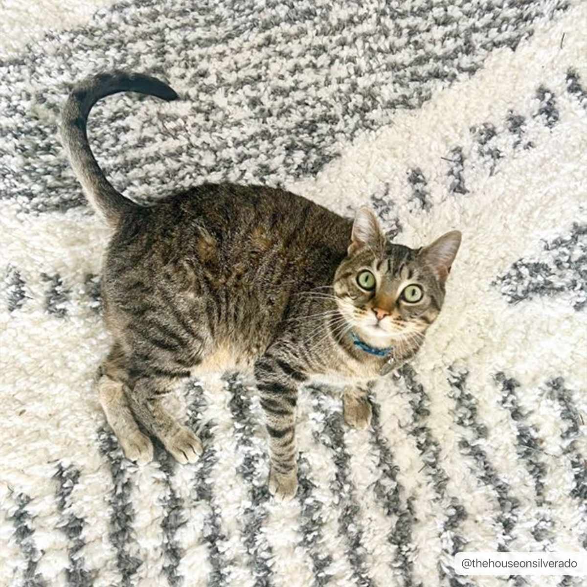 Hauteloom Trunding Ultra-Soft Plush Area Rug